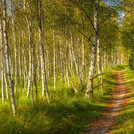 Path through the birch forest by Daniela Beyer