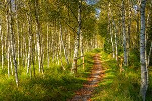 Pfad durch den Birkenwald