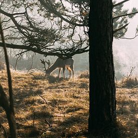 Hert sur Niels Boere