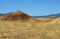 Fleurs à Painted Hills, Oregon par Jeroen van Deel Aperçu