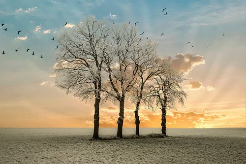Winterwonderland