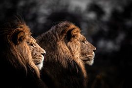 Lions