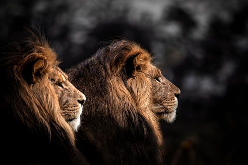 Lions