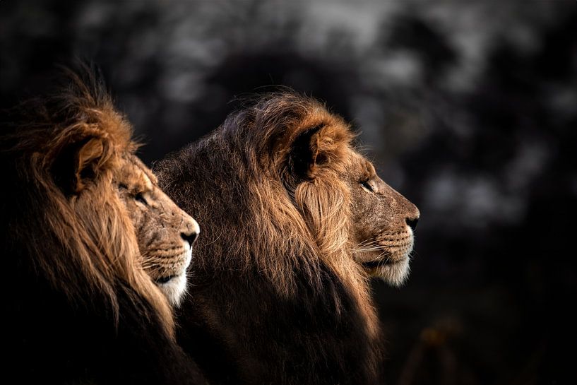 Lions by Design Wall Arts