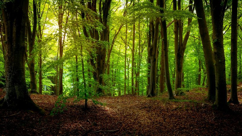 Forêt d'été par Nicklas Gustafsson