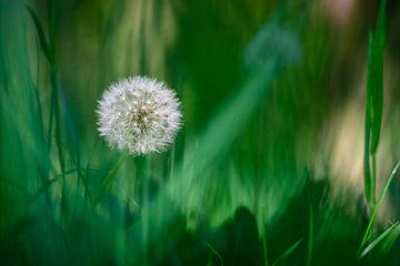 Wens in het gras