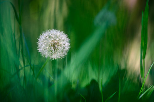 Wish in the grass