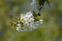 Frühlingsblumen