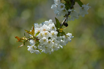 Frühlingsblumen