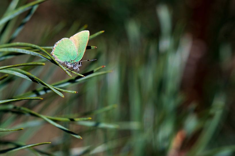 Freshman (Butterfly) by Merijn Loch