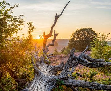 Sonnenuntergang über dem Hoge Veluwe National Park mit blühendem Heidekraut