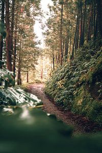 Into the Jungle by Joris Machholz