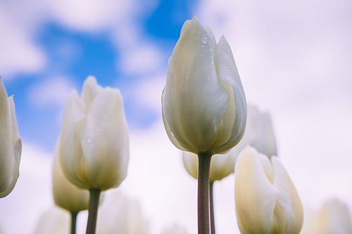 Tulpen
