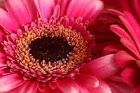 pink Gerbera