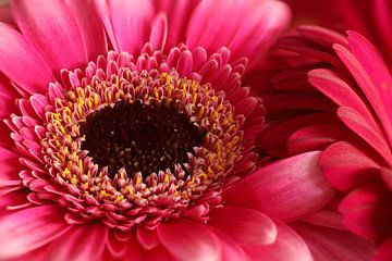 roze Gerbera van Fotografie John van der Veen