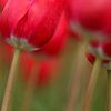 Rode Tulpen met stelen van Eddy 't Jong