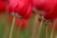 Rode Tulpen met stelen