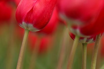 Rode Tulpen met stelen van Eddy 't Jong