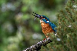 The Ultimate Catch: A Kingfisher with Its Prey by M.J. Lagerwerf