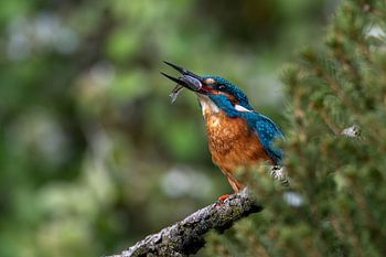 The Ultimate Catch: A Kingfisher with Its Prey