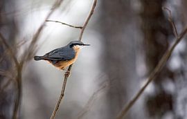Nuthatch bird