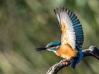 Kingfisher
