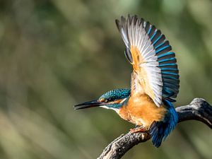 ijsvogel van Linda Raaphorst