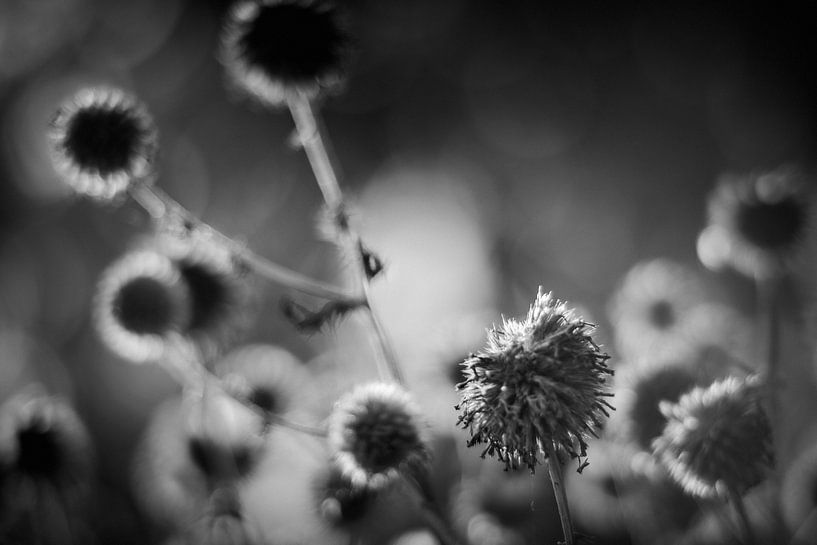 Plants abstracted by Rene  den Engelsman