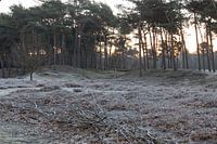 Forest scene in the morning sun with hoar frost on the heather