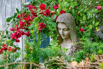 Mariabeeld tussen de rozen van Joyce Reimus