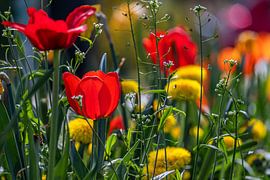 Floral : Scharlachrote Blüten im Frühlingssonnenschein von Photoart-Naegele