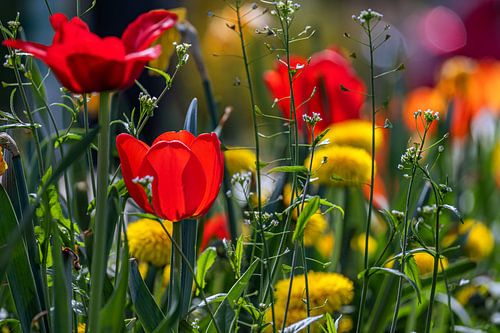 Bloemig : Scharlaken bloemen in de lentezon