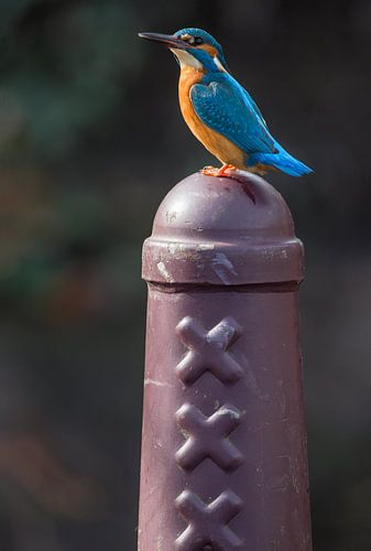 IJsvogel op Amsterdammertje in Amsterdam
