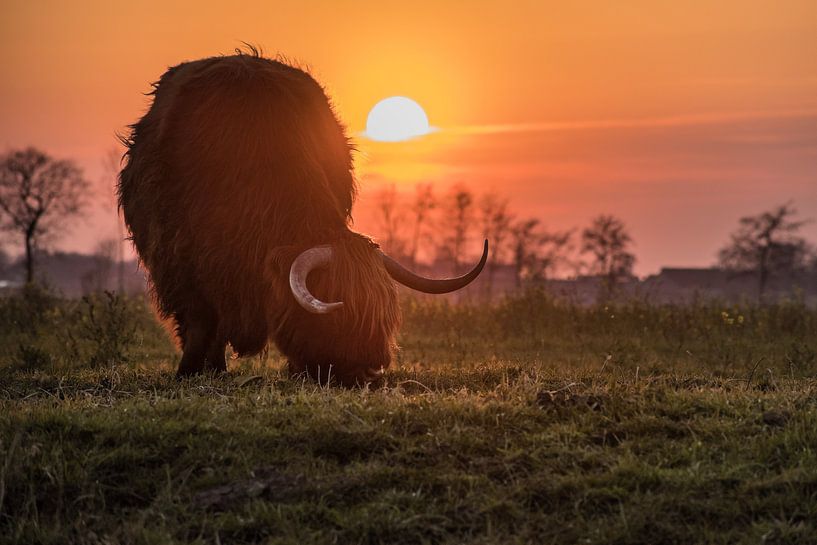 Vache au soleil par Wilco Bos