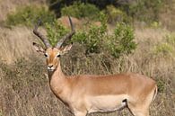 Impala Itala Park Zuid Afrika van Ralph van Leuveren thumbnail