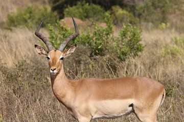 Impala Itala Park Südafrika von Ralph van Leuveren