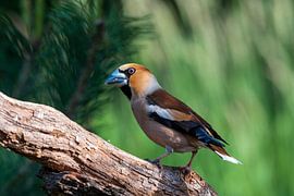 Kernbeißer im Wald am Lemelerberg von Merijn Loch