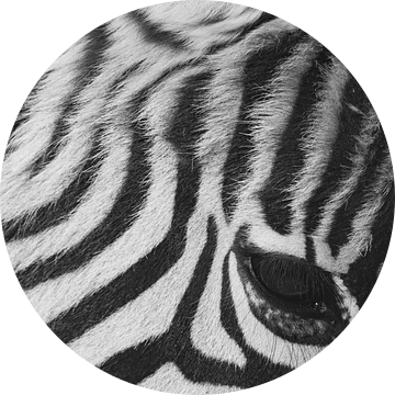 Zebra Essentie - Contrast in Zwart en Wit van Femke Ketelaar