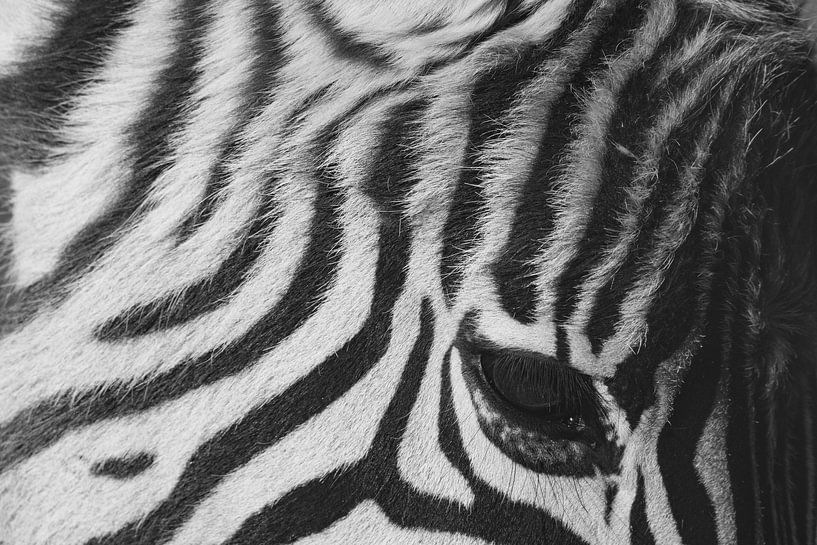 Zebra up close Contrast in Zwart en Wit Afrika van Femke Ketelaar