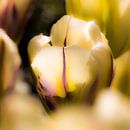 Gestreepte tulp in het zonnetje von de buurtfotograaf Leontien Miniaturansicht