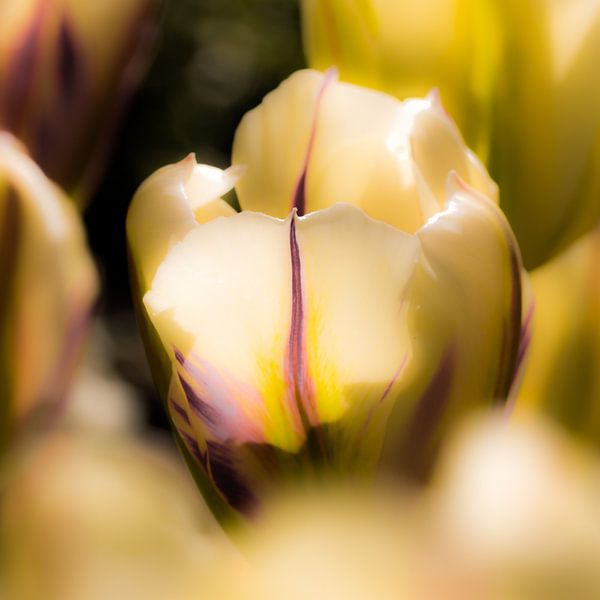 Gestreepte tulp in het zonnetje von de buurtfotograaf Leontien