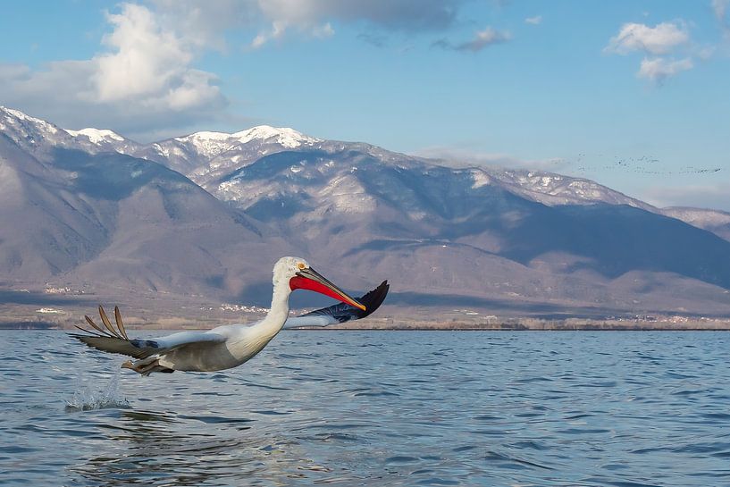 Pélican crucian en vol dans les montagnes enneigées. par Kris Hermans