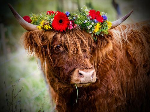 Highland - Bœuf avec couronne de fleurs colorées