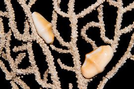 2 Cyphoma gibbosum by Shell photography