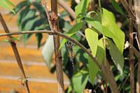 Blue dragonfly