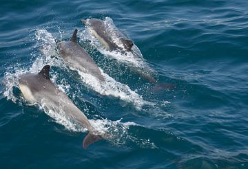 Synchronous swimming dolphins