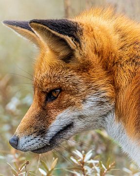 Mooi portret van een vos van Gianni Argese