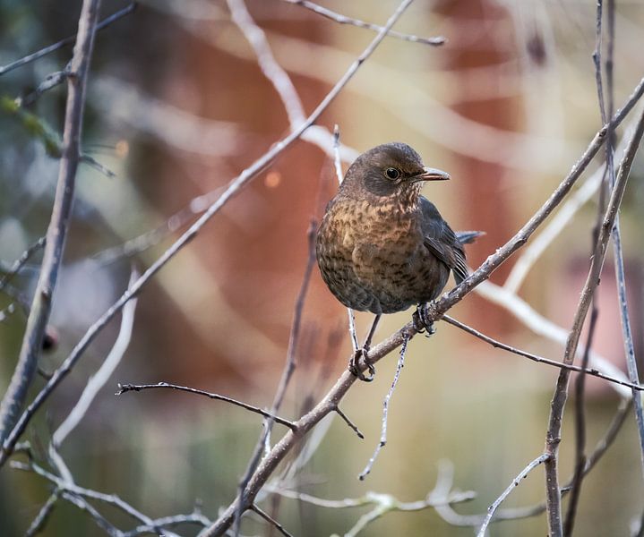 Merel vrouwtje van ManfredFotos