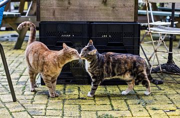 Katten op terras