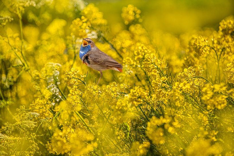 Blauwborstje in het koolzaad zingend van Brian Morgan